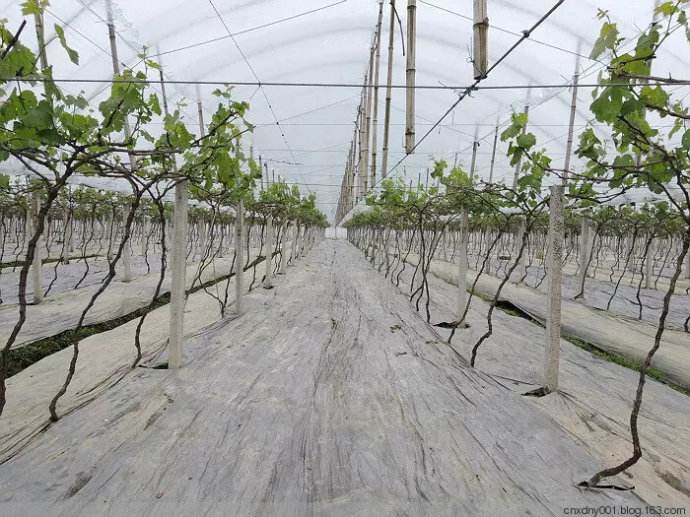 園藝地布對雜草數量、種類的影響